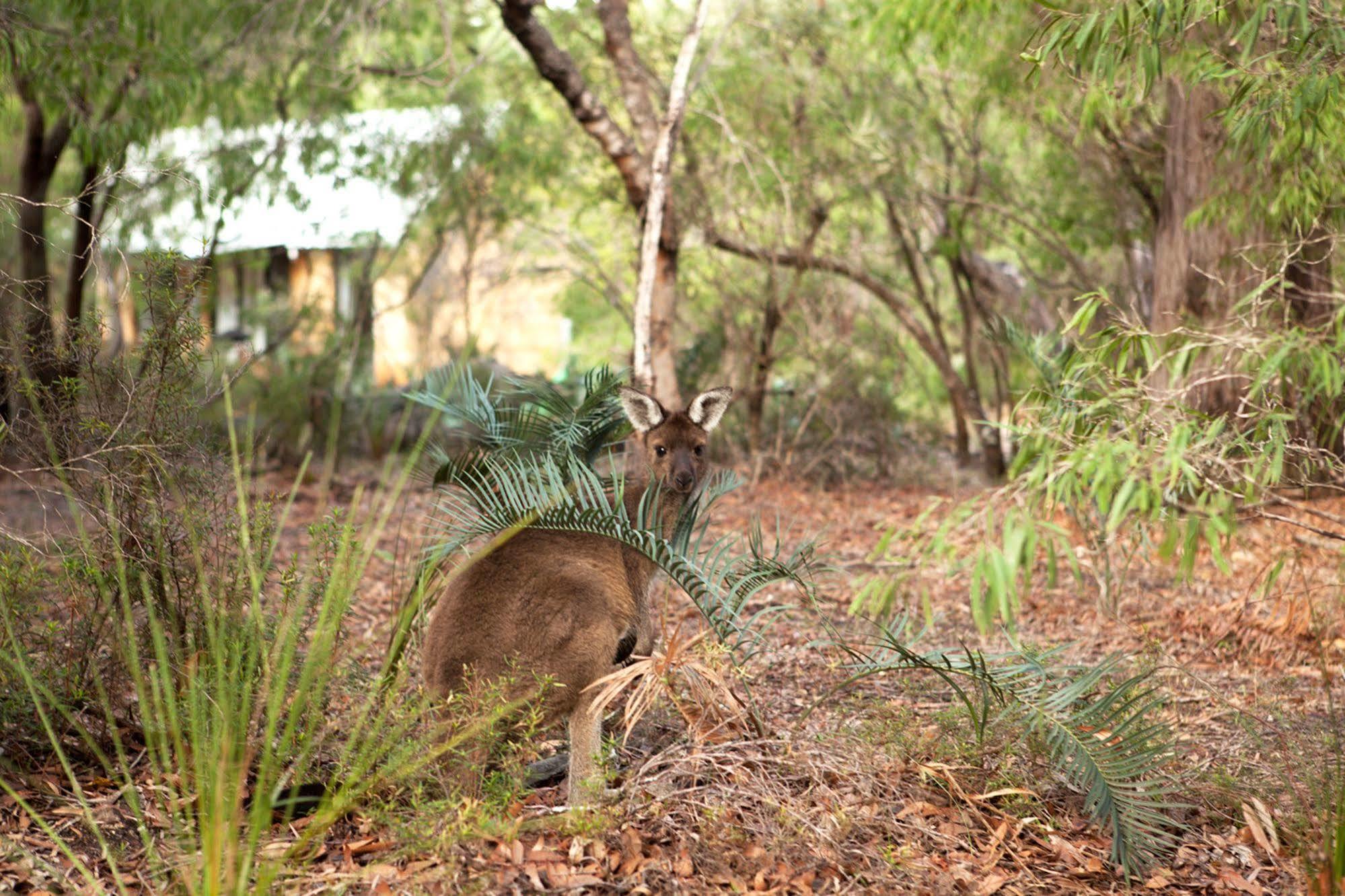 Bussells Bushland Cottages Margaret River Buitenkant foto